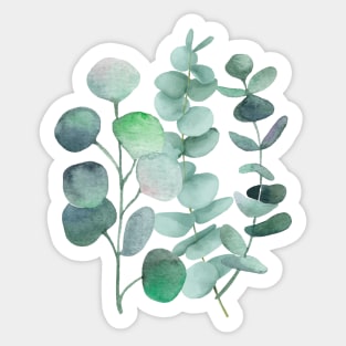 Watercolor, eucalyptus, leaves, botanical, painting, green Sticker